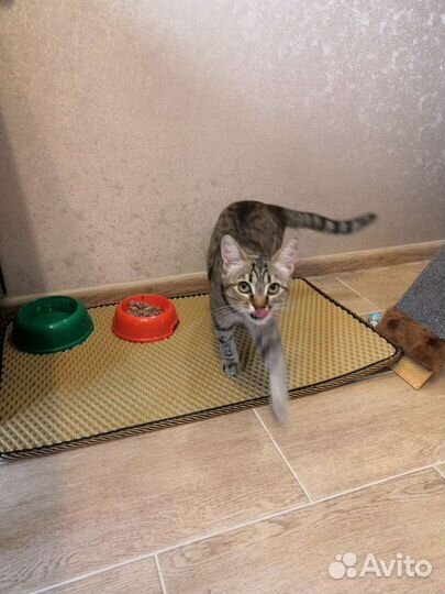 Коврик для кошки