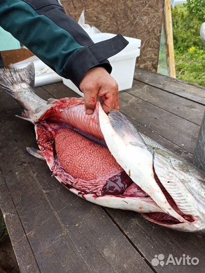 Рыбалка на Камчатке