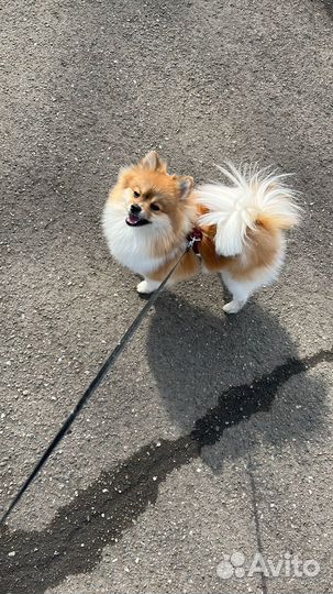 Шпиц вязка девочка