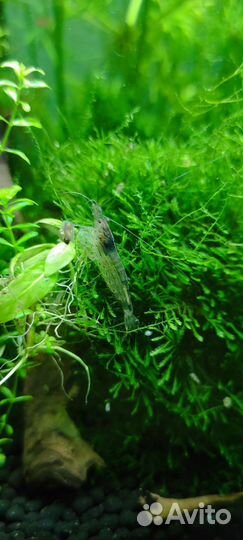 Креветка амано