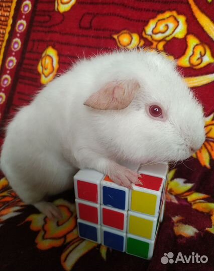 Морские свинки Тедди. С клеточками