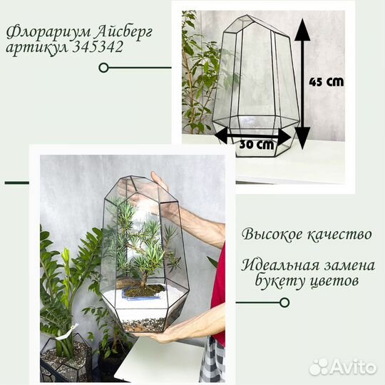 Бонсай Подокарпус Макрофилус Bonsai Podocarpus mac