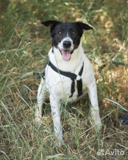 Нежный пёсик скучает в приюте