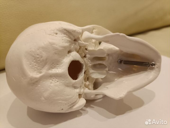 Человеческий череп анатомическая модель