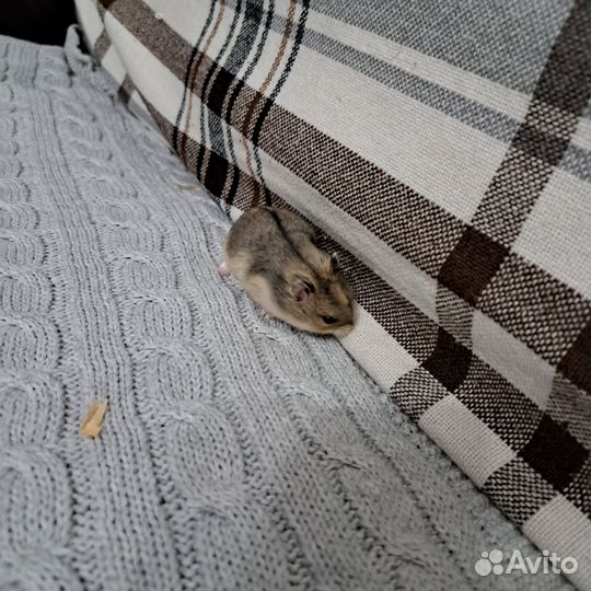 Джунгарский хомяк