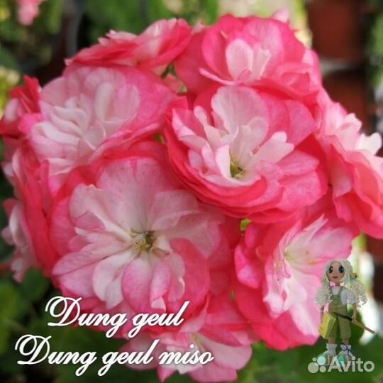 Пеларгония Dung geul Dung geul miso