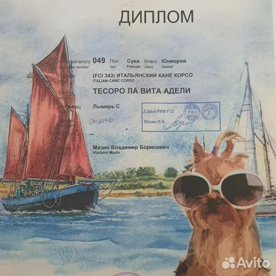 Кане Корсо