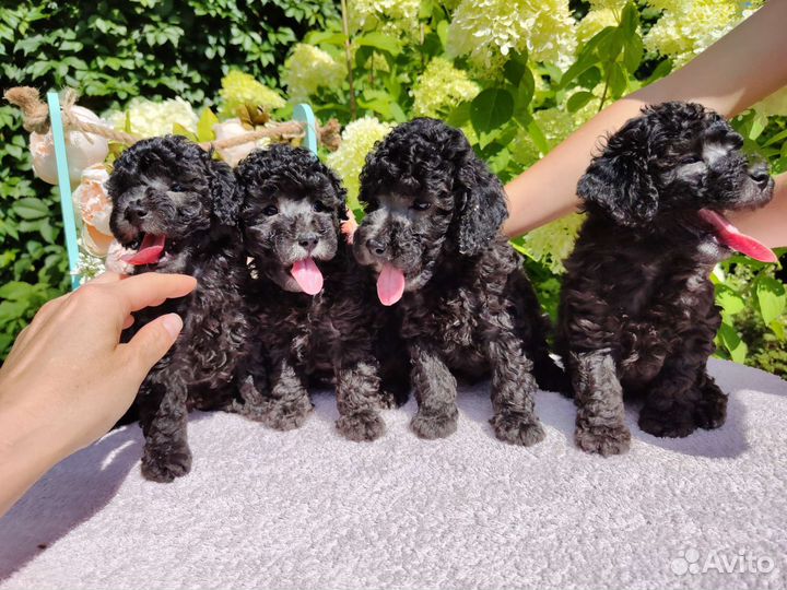 Миниатюрный пудель щенки серебро