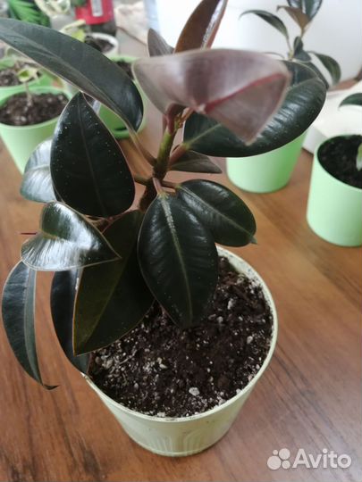 Фикус (Ficus Elastica) Каучуконосный, или Робуста