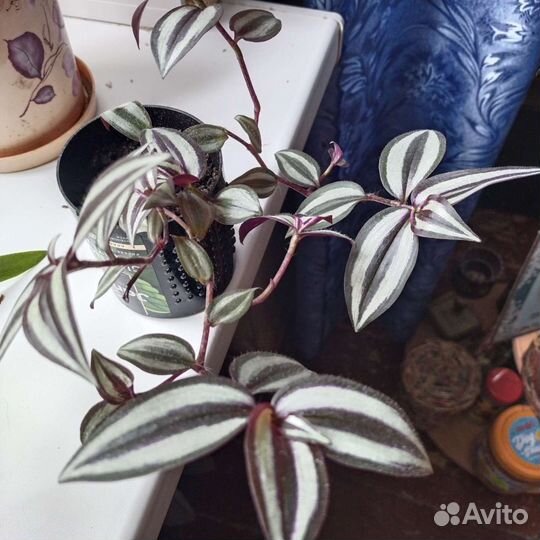 Цветы домашние