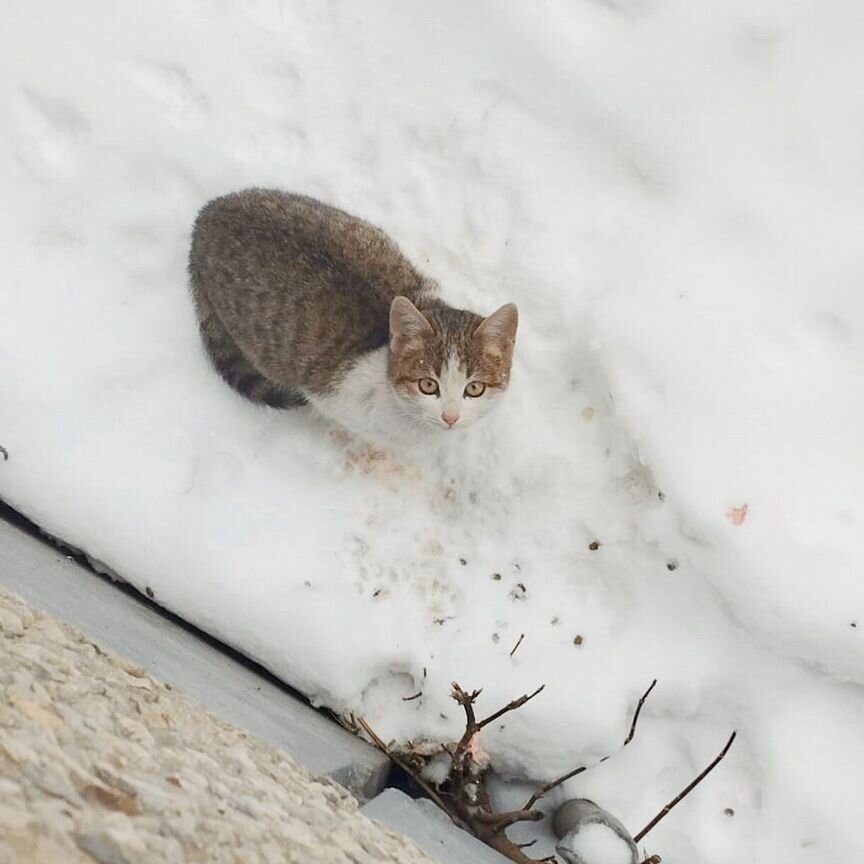 Котенок