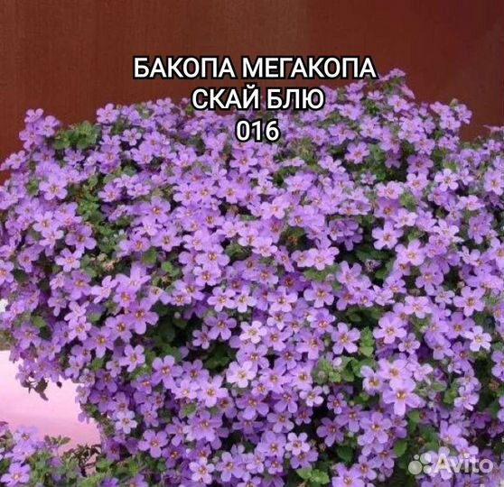 Бакопа, лобелия, немезия, сцевола