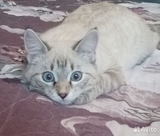 Отдам кошечку в добрые руки