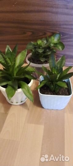 Сансевиерия