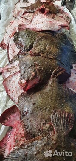 Калкан.,камбала