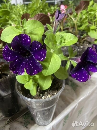 Рассада цветов