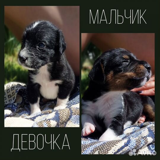 Щенок в добрые руки