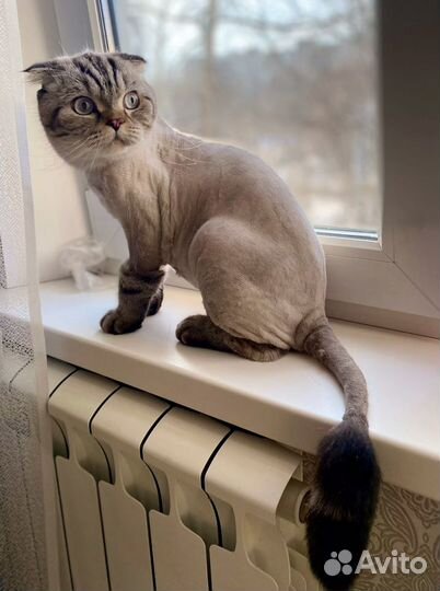 Груминг, стрижка собак