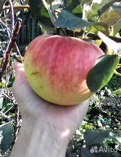 Саженцы Яблони крупноплодные зкс
