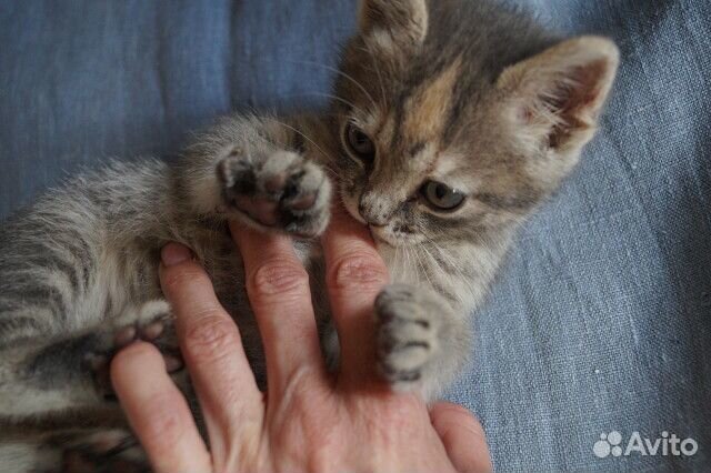 Красивая кошечка