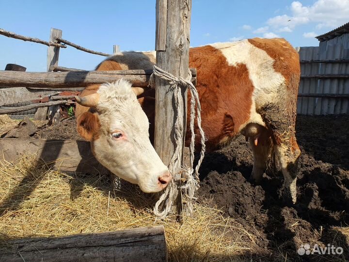 Коровы и телята