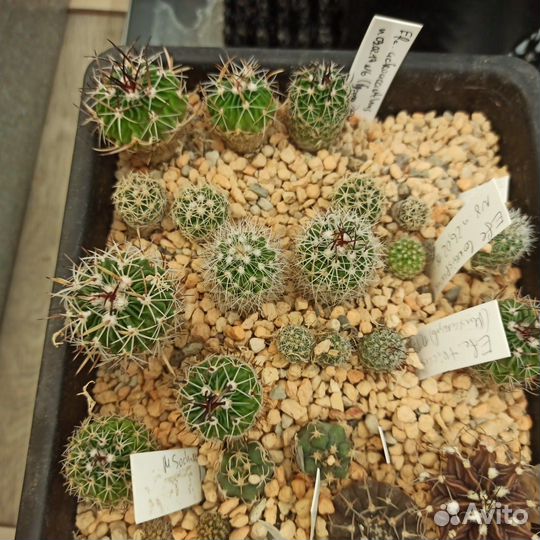 Кактусы. Сеянцы