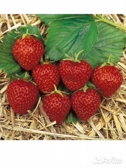 Клубника Остара