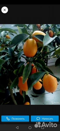 Кумкват Нагами