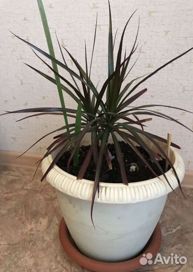 Пальма, драцена