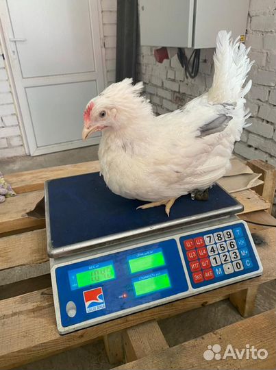 Куры Несушки