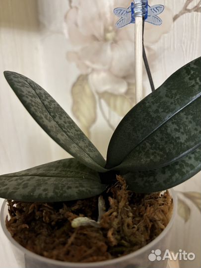 Орхидея фаленопсис шиллериана
