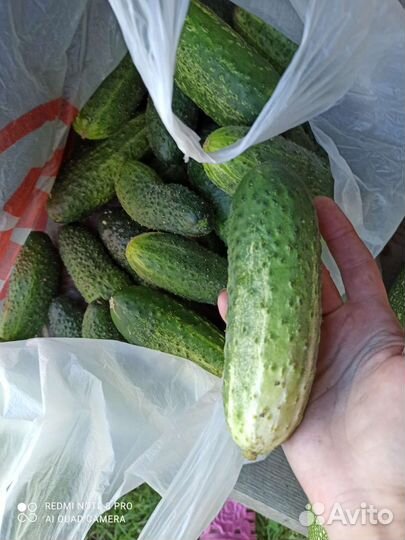 Яблоки, огурцы свежие