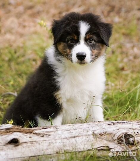 Австралийская овчарка аусси щенки