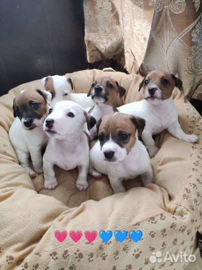 Джек Рассел терьер