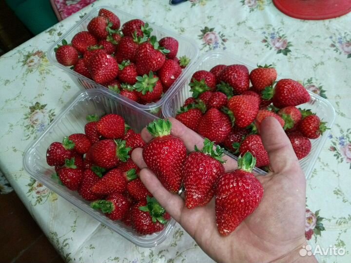 Клубника, рассада