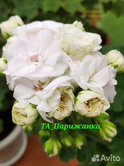 Герань пеларгония