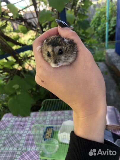 Хомяк с клеткой