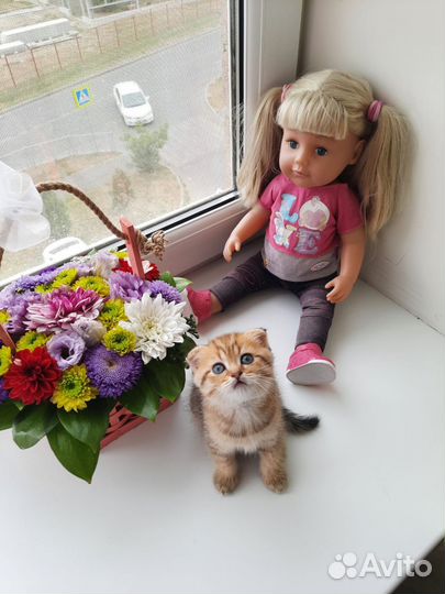 Шотландские котята