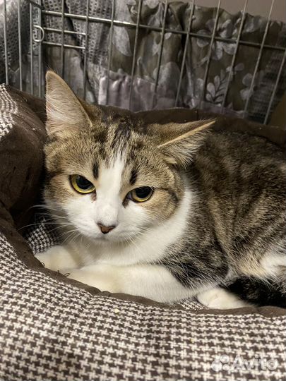 Молоденькая кошечка ищет дом