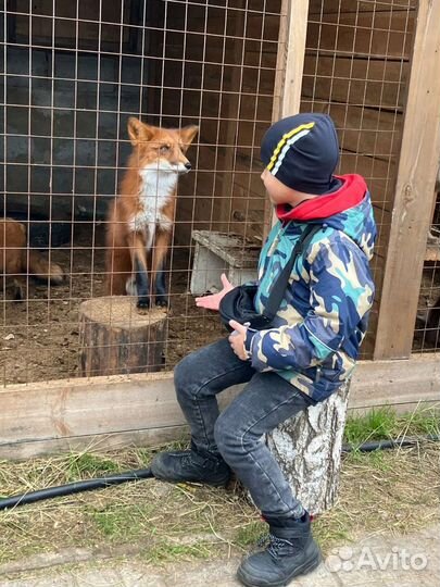 Школьные экскурсии