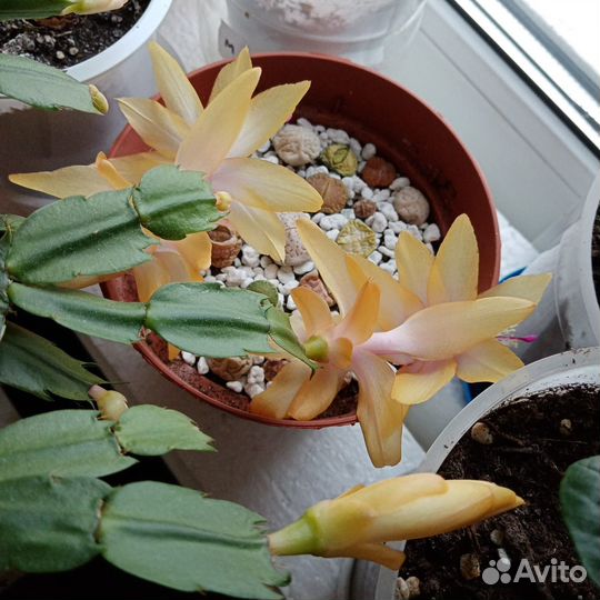 Декабрист желтый