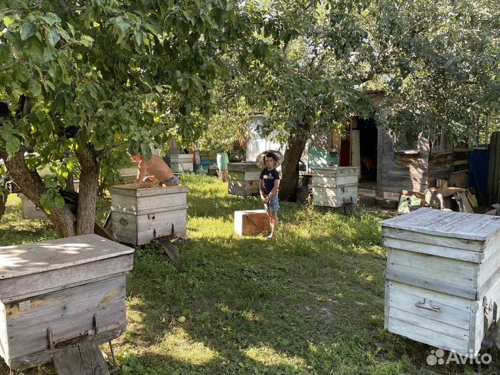 Продаю пчелосемьи
