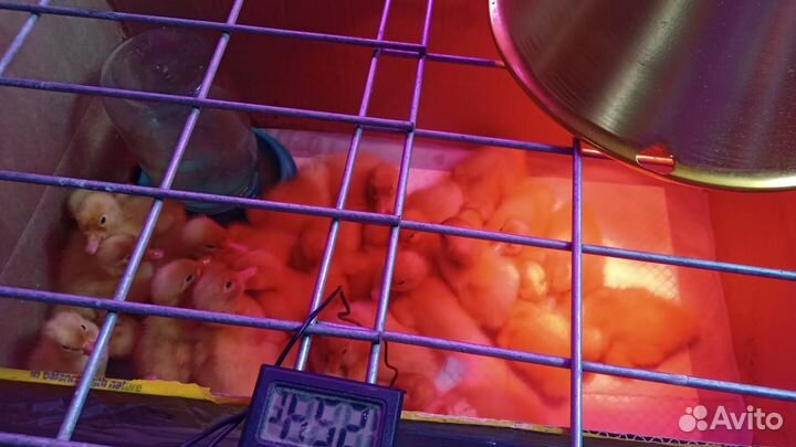 Утята/ гусята