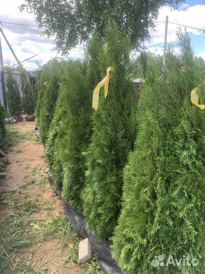 Туя смарагд