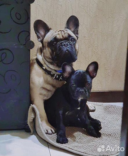 Французский бульдог вязка