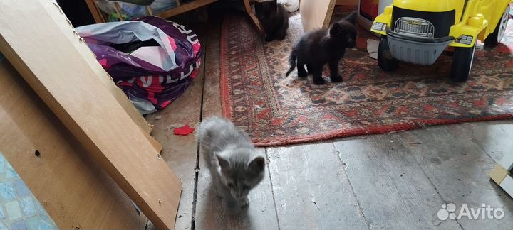 Котята отдам в добрые руки бесплатно