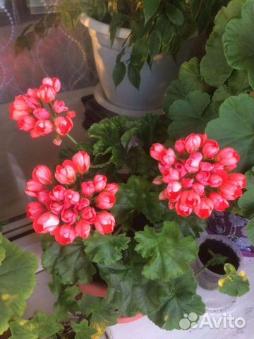Пеларгония герань тюльпановидная купить в Новокузнецке | Товары для ...