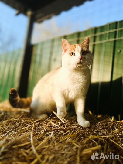 Кошка Мила