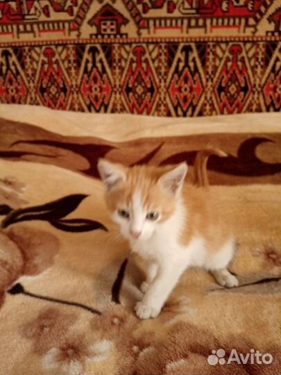 Котята