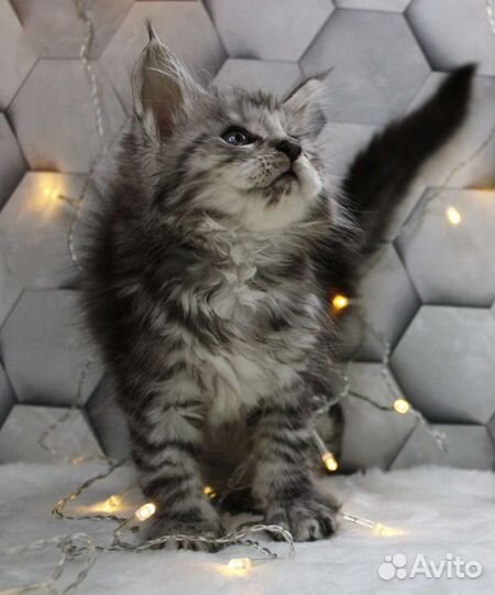 Котята мейн-кун